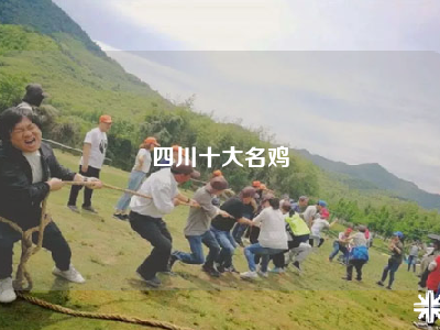 四川十大名鸡