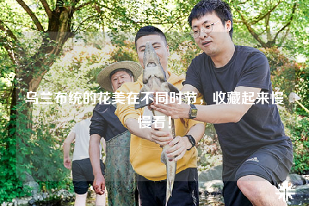 乌兰布统的花美在不同时节，收藏起来慢慢看！