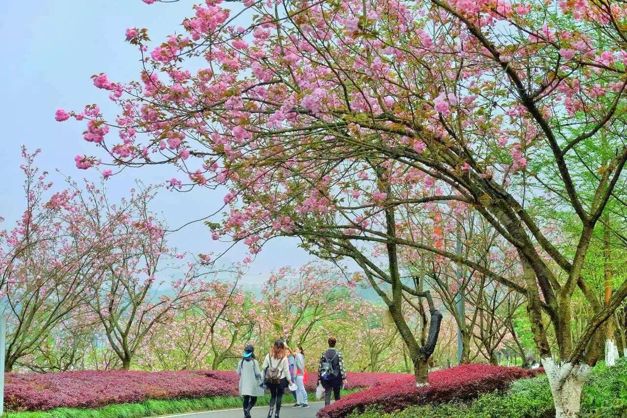 重庆园博园介绍 开放时间地址电话信息
